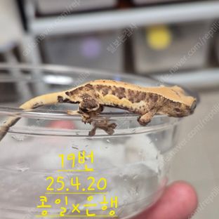 릴리화이트