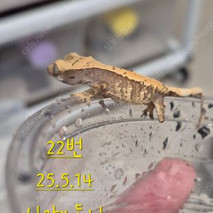 노멀 할리퀸