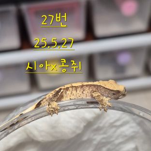 노멀 익스트림할리퀸