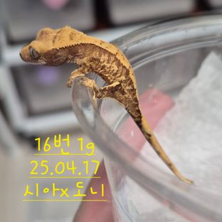 노멀 익스트림할리퀸