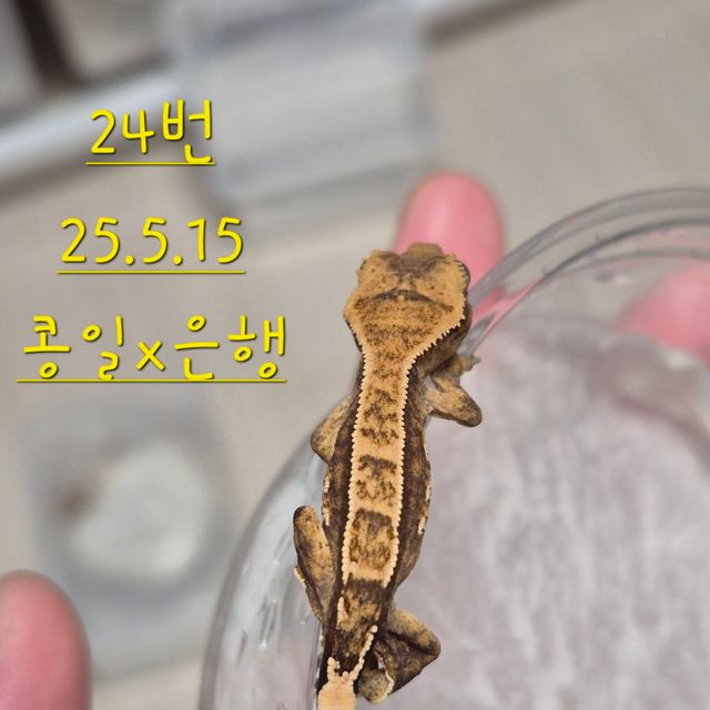 노멀 할리퀸