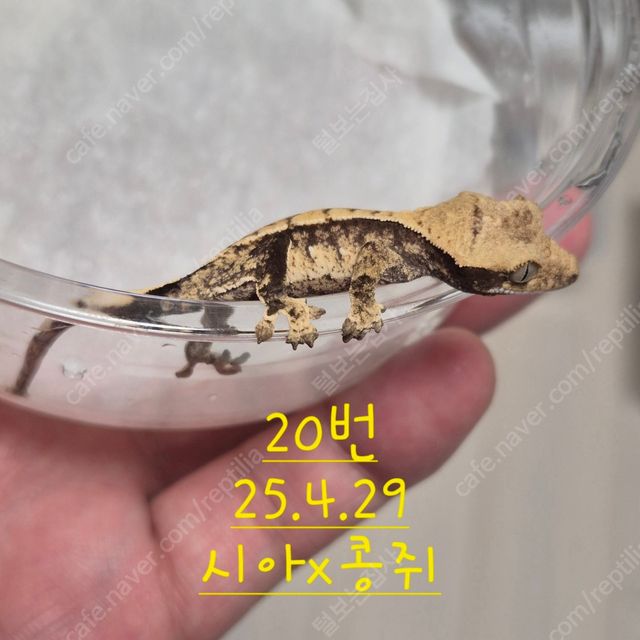노멀 할리퀸