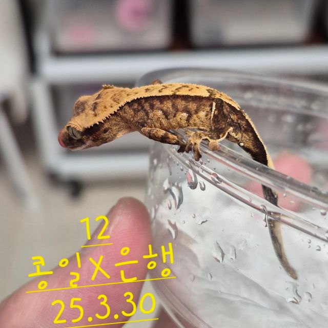 노멀 할리퀸