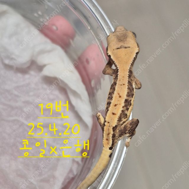 릴리화이트