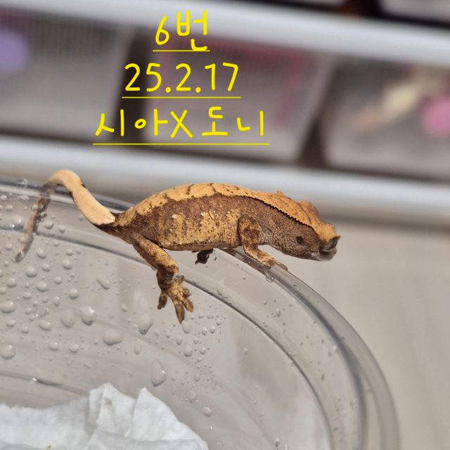 노멀 할리퀸