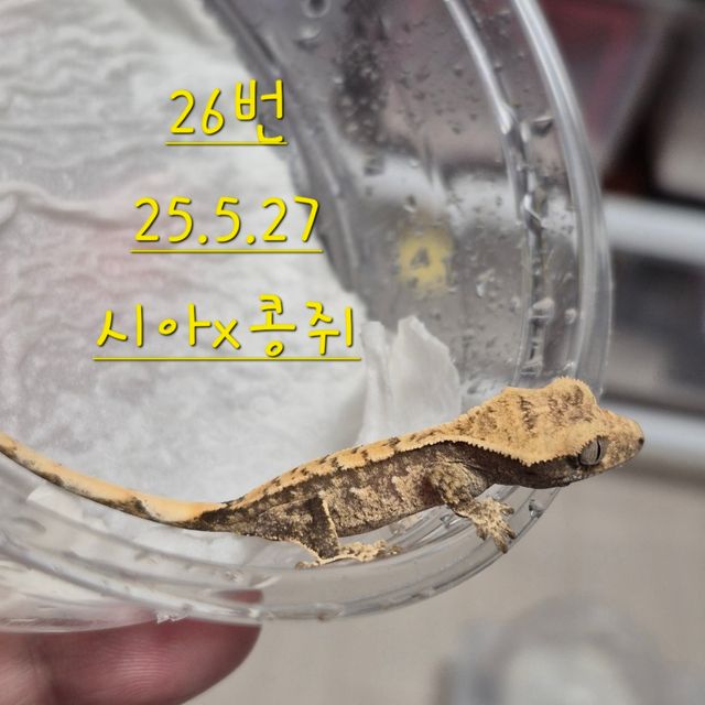 노멀 익스트림할리퀸