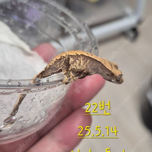 노멀 할리퀸