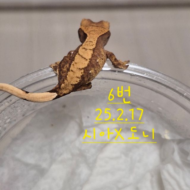 노멀 할리퀸