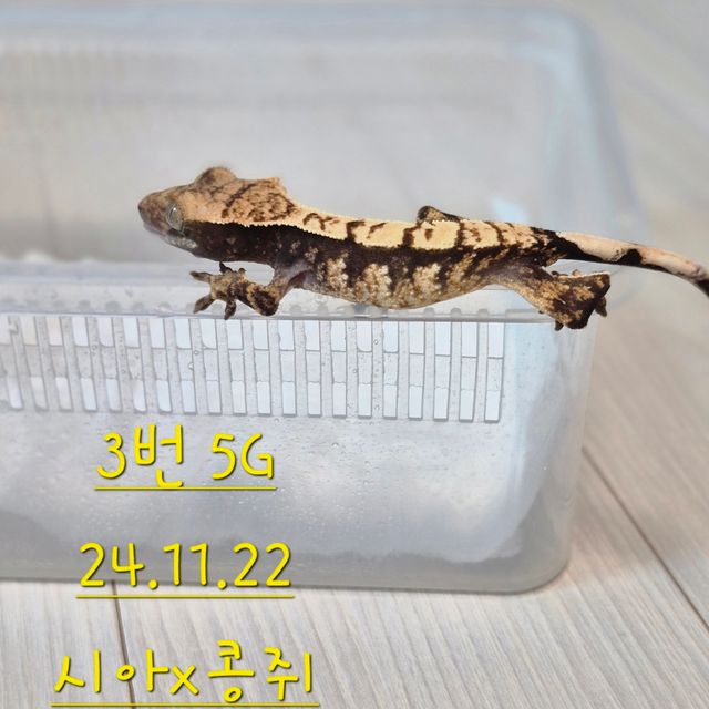 노멀 익스트림할리퀸
