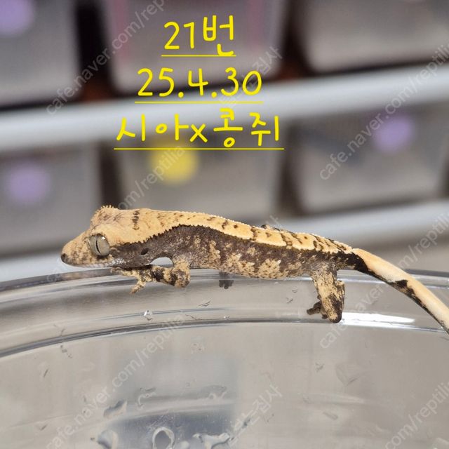 노멀 할리퀸