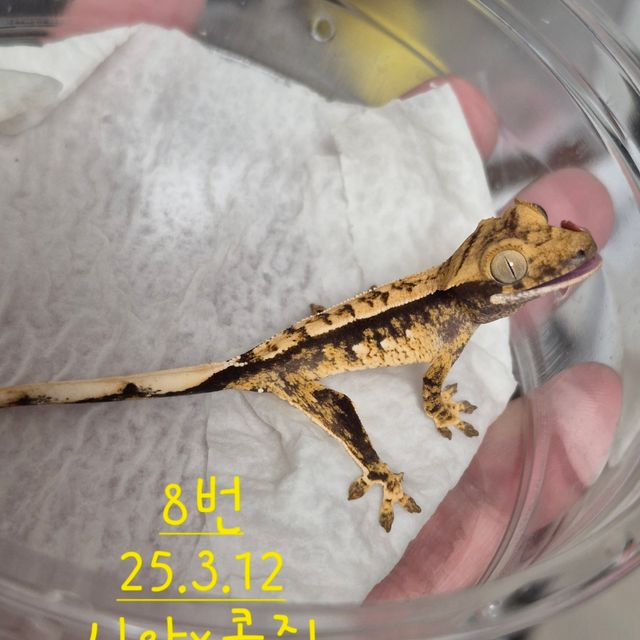 노멀 익스트림할리퀸
