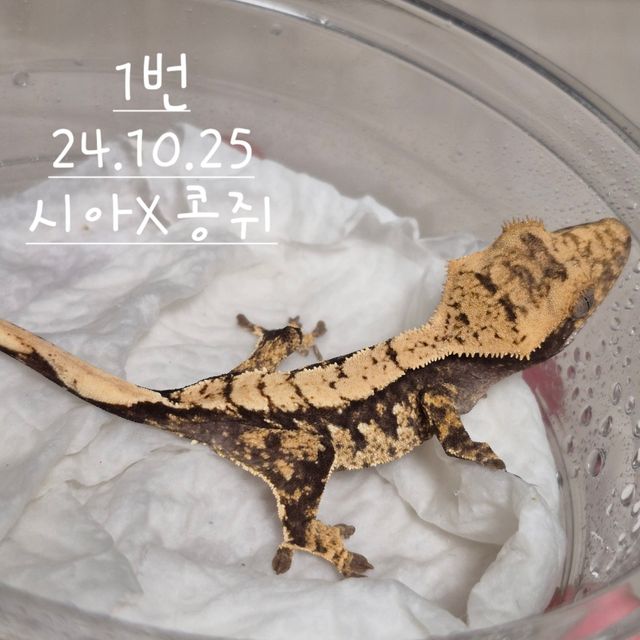 노멀