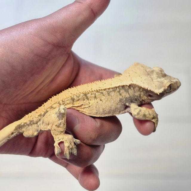 드리피 화이트스팟