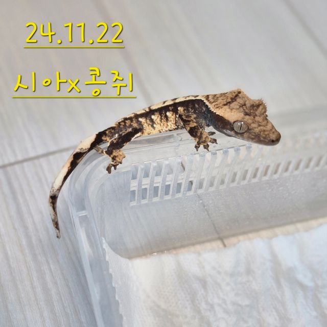 노멀 익스트림할리퀸