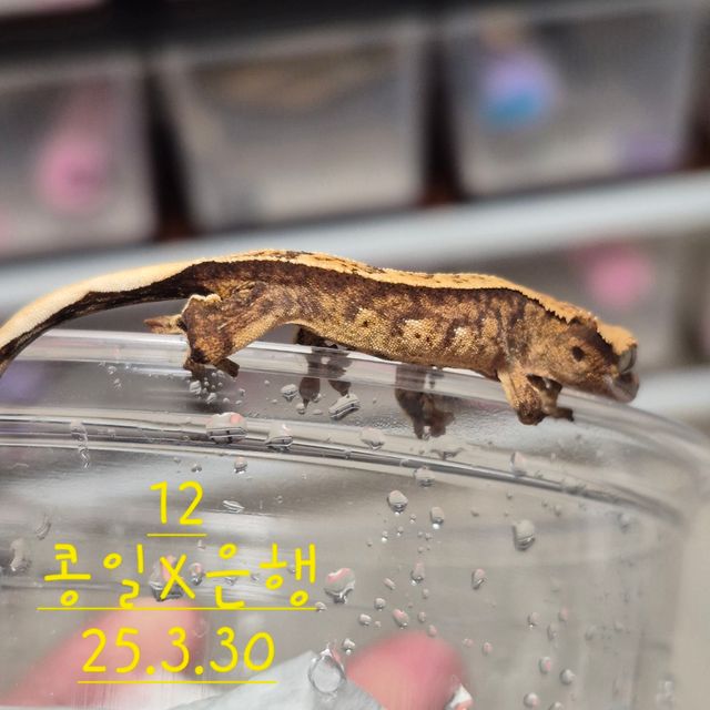 노멀 할리퀸