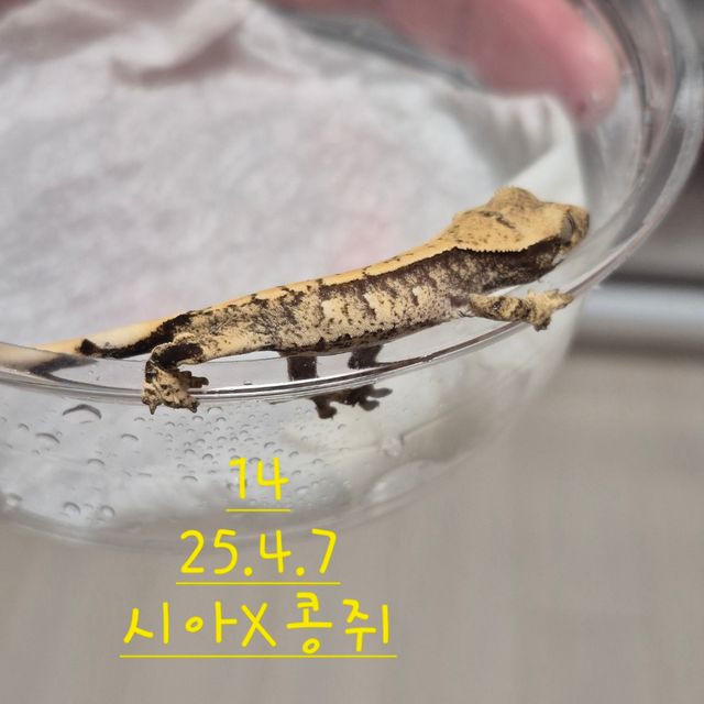 익스트림할리퀸 노멀