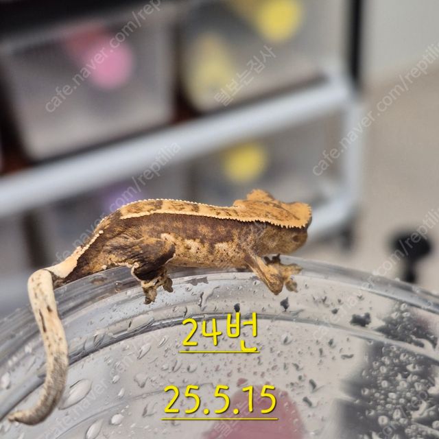노멀 화이트스팟 할리퀸