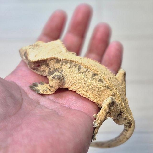 드리피 화이트스팟