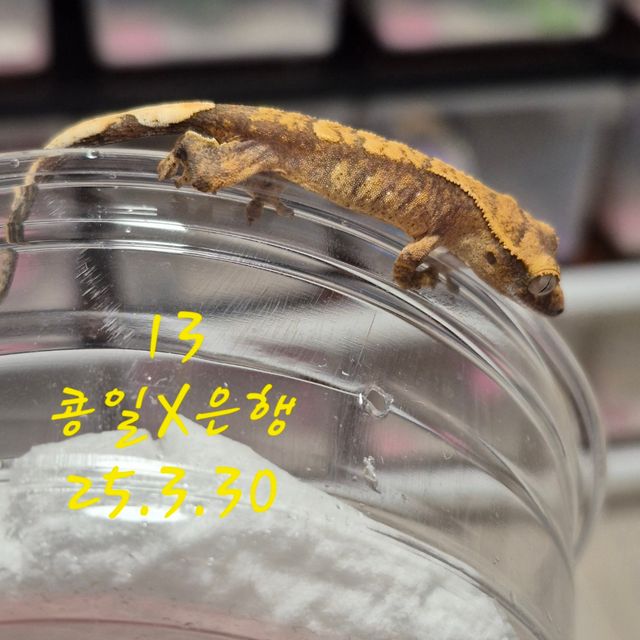 노멀 할리퀸
