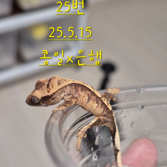 노멀 할리퀸
