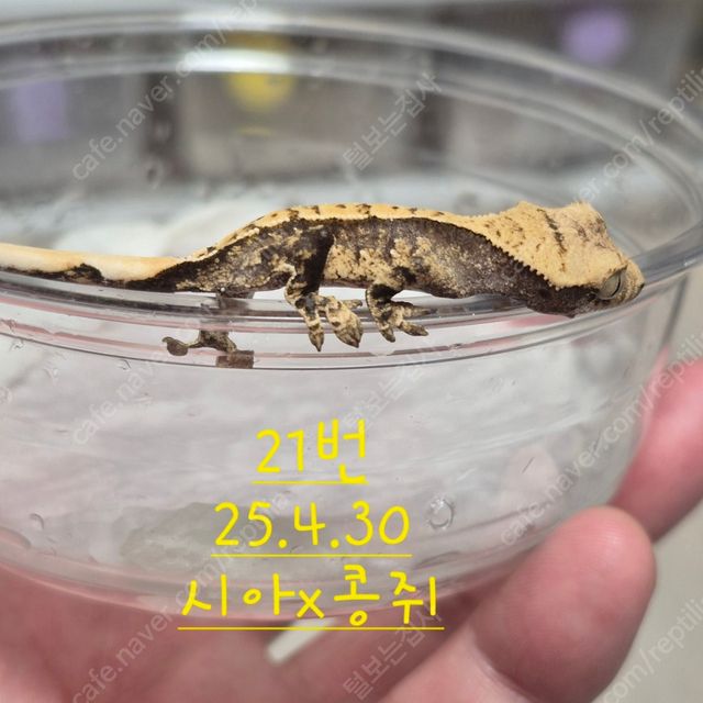 노멀 할리퀸