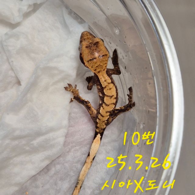 노멀 익스트림할리퀸