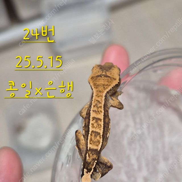 노멀 화이트스팟 할리퀸