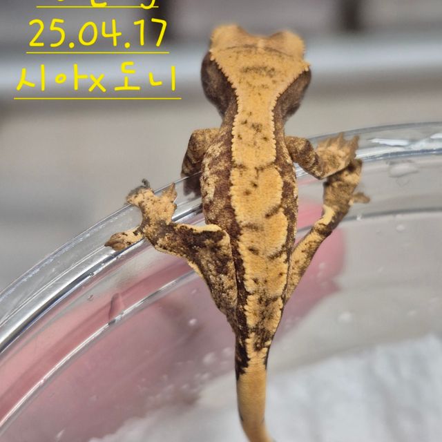 노멀 익스트림할리퀸
