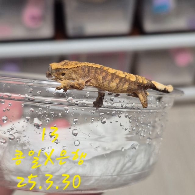 노멀 할리퀸