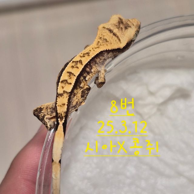 노멀 익스트림할리퀸