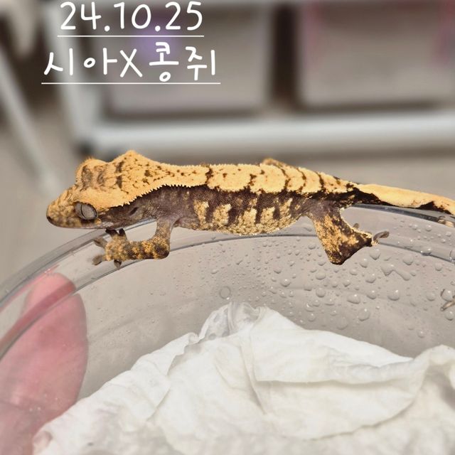 노멀