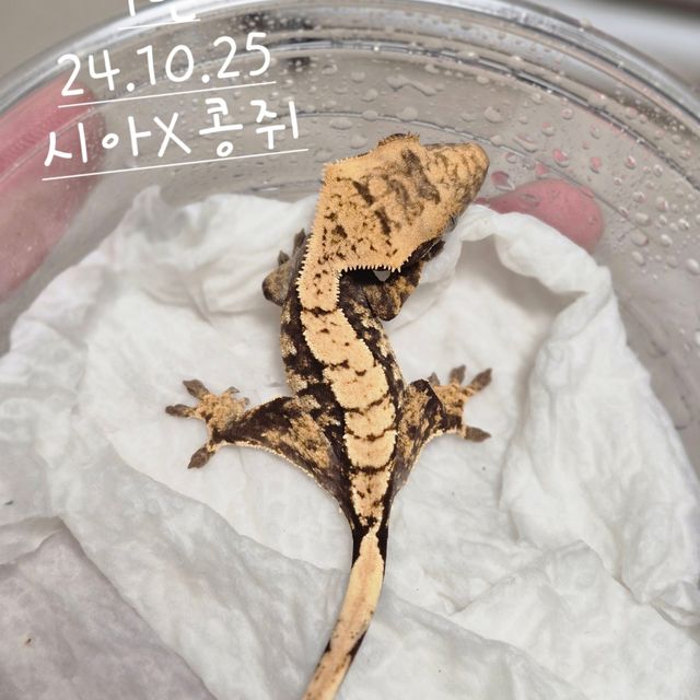 노멀