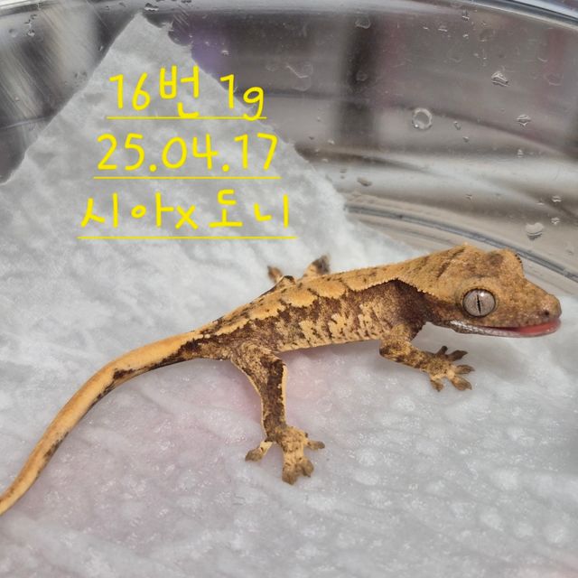 노멀 익스트림할리퀸