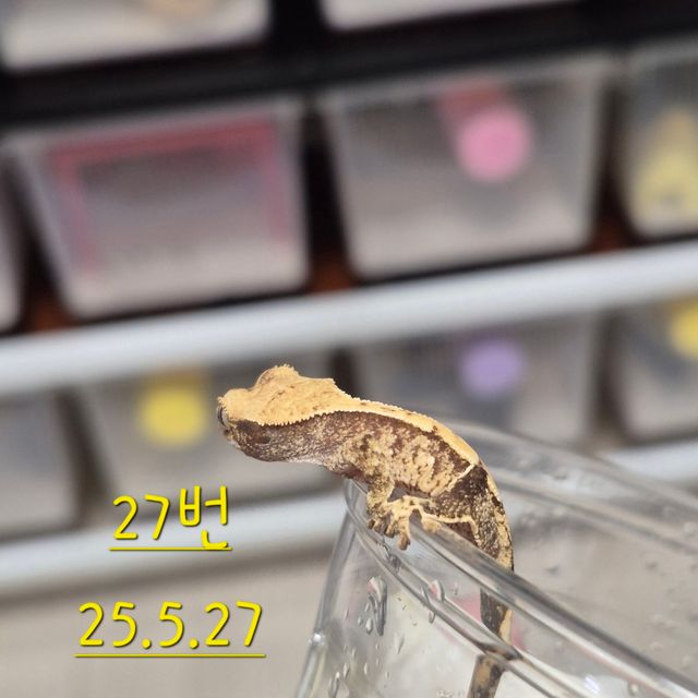 노멀 익스트림할리퀸