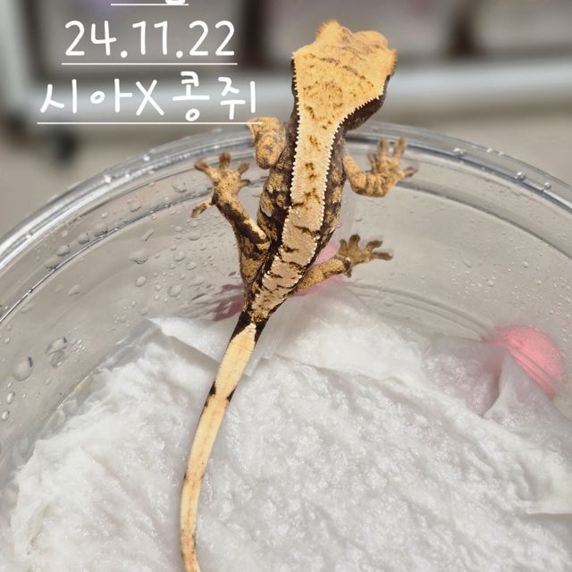 노멀 익스트림할리퀸