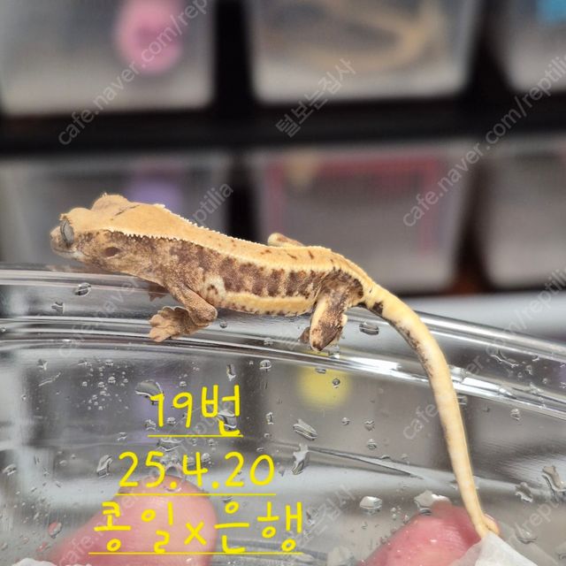 릴리화이트