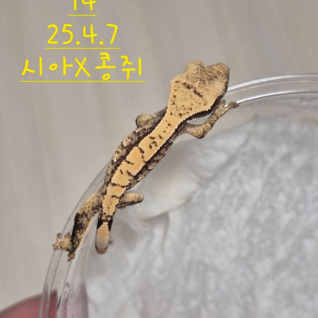 익스트림할리퀸 노멀