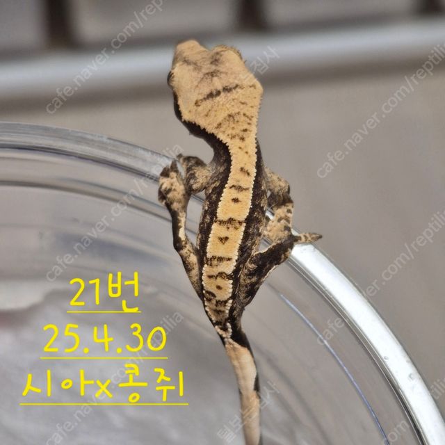 노멀 할리퀸
