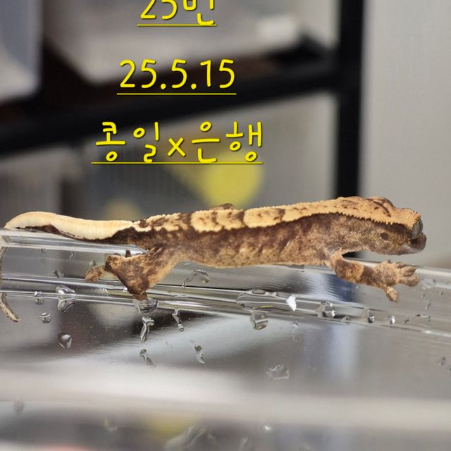 노멀 할리퀸
