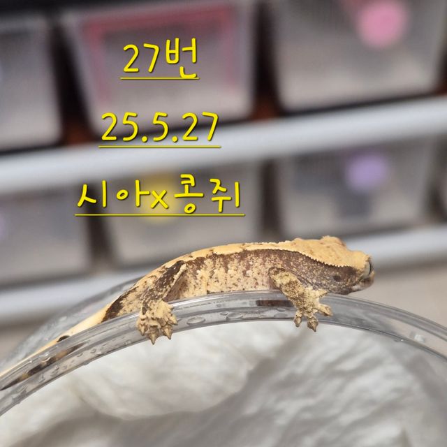 노멀 익스트림할리퀸