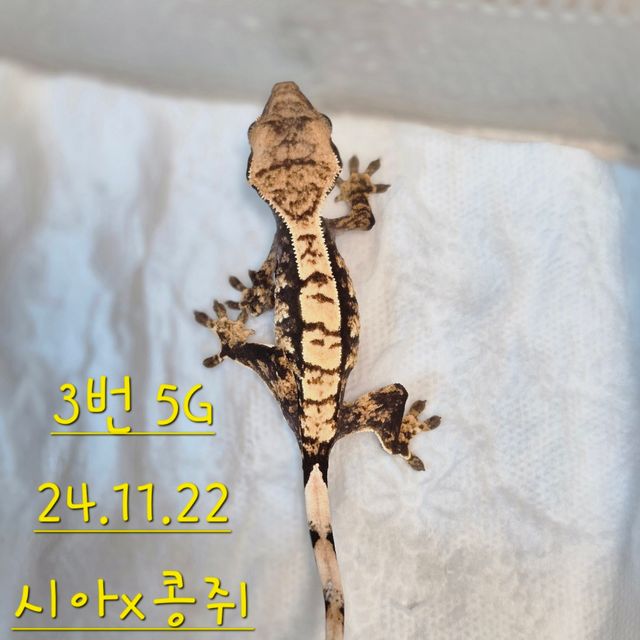 노멀 익스트림할리퀸