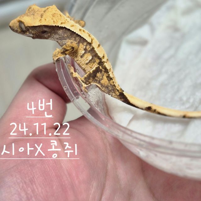 노멀 익스트림할리퀸