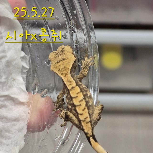 노멀 익스트림할리퀸