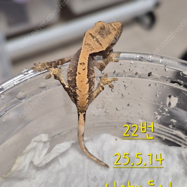 노멀 할리퀸