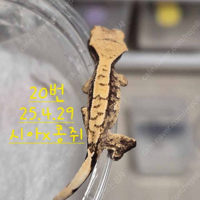 노멀 할리퀸