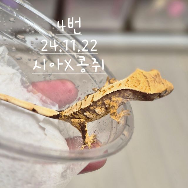 노멀 익스트림할리퀸