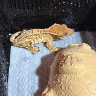 노멀 핀스트라이프 트라이