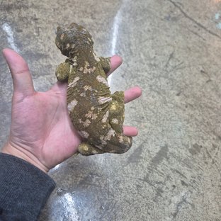 다스몰 GT 헷 멜라니스틱