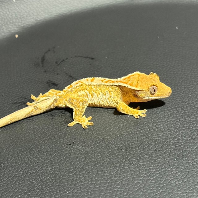 노멀 핀스트라이프 트라이