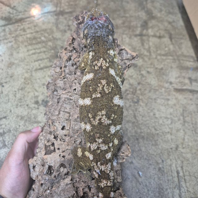 다스몰 GT 헷 멜라니스틱